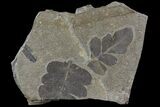 Pennsylvanian Fern (Neuropteris) Fossil - Kinney Quarry, NM #80442-1